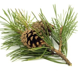 Odor Control Granules-Pine