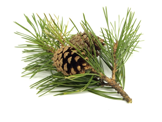 Odor Control Granules-Pine