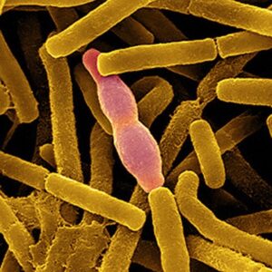 Bioremediation Enzyme Powder